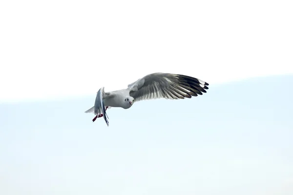 飞翔的海鸥鸟 — 图库照片