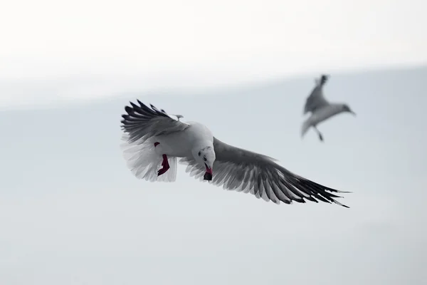 Uçan martı kuşu — Stok fotoğraf