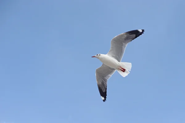 Vliegende zeemeeuw vogel — Stockfoto