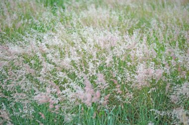 setaceum pennisetum çimen