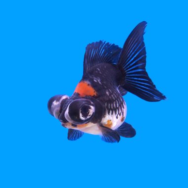 güzel siyah moor goldfish