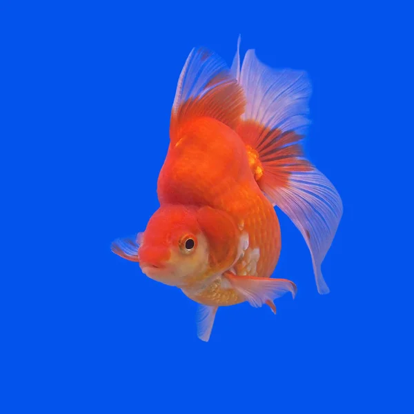 Bellissimi pesci rossi in acquario — Foto Stock