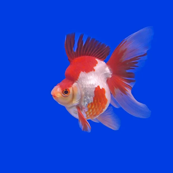 Красива золота рибка в акваріумі — стокове фото