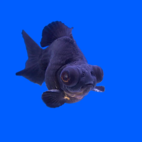 Hermoso negro páramo goldfish — Foto de Stock