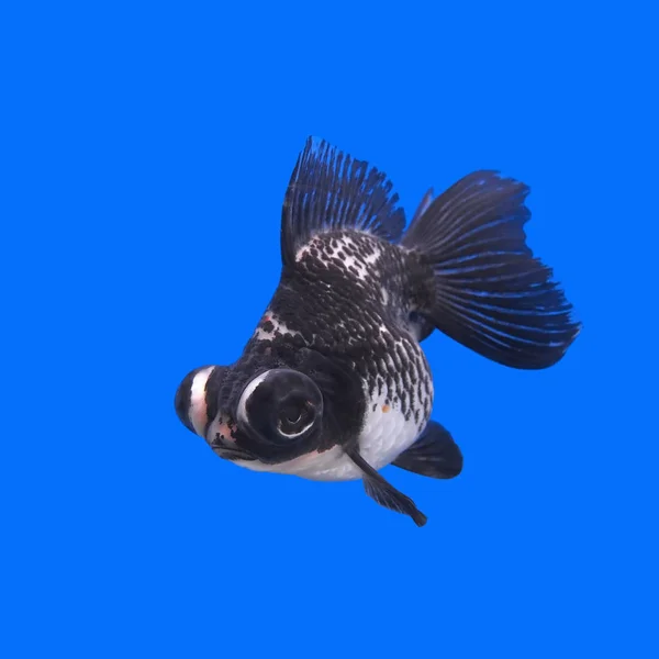 Hermoso negro páramo goldfish —  Fotos de Stock