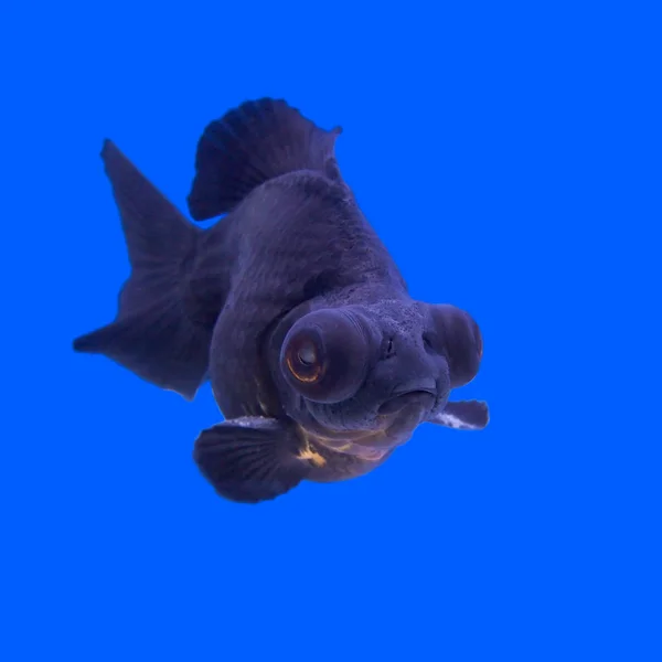 美しい黒の湿原金魚 ストックフォト