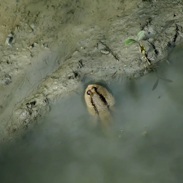 Schlammskipper oder Amphibienfische — Stockfoto