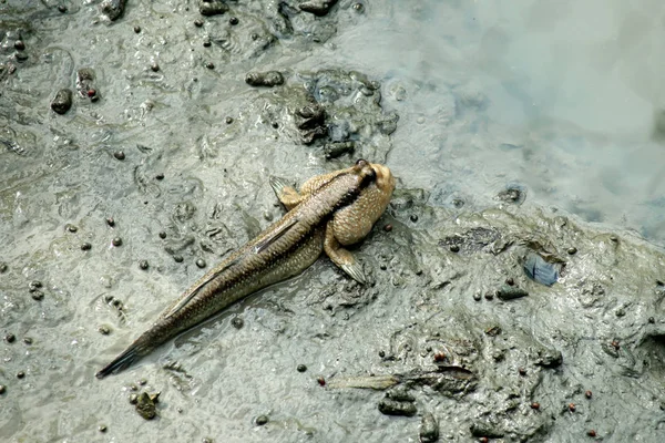 Schlammskipper oder Amphibienfische — Stockfoto