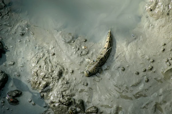 Mudskipper o pesci anfibi — Foto Stock