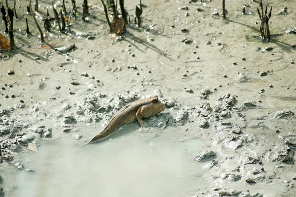 Mudskipper o pesci anfibi — Foto Stock