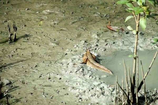 Mudskipper o pesci anfibi — Foto Stock