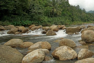 Evergreen tarafından çevrili dağ dere