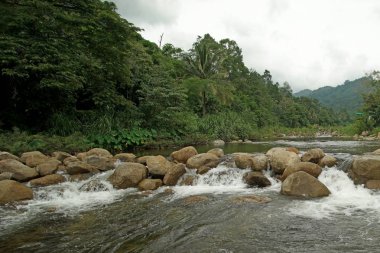 Evergreen tarafından çevrili dağ dere