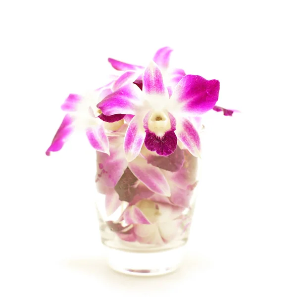 Hermosa flor de orquídea —  Fotos de Stock