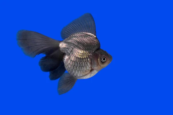 Красивые золотые рыбки в аквариуме — стоковое фото