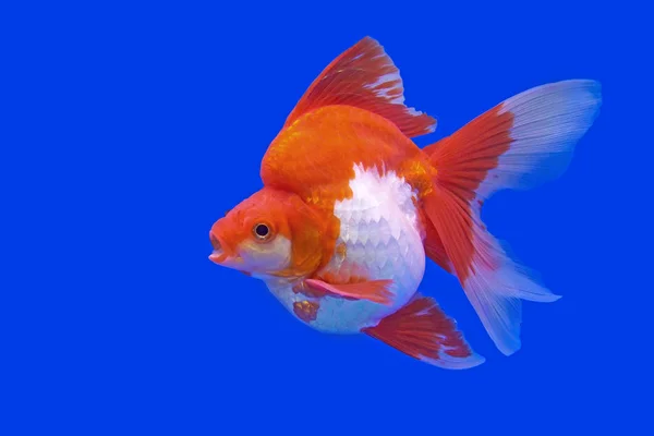 Beau poisson rouge dans l'aquarium — Photo