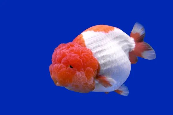 Ranchu ou poisson rouge tête de lion — Photo