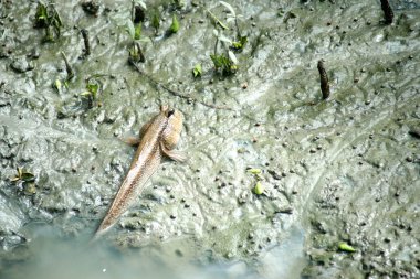zıpzıpı veya amfibi balık