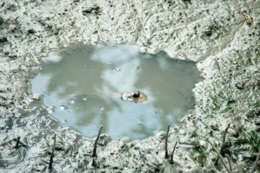 zıpzıpı veya amfibi balık