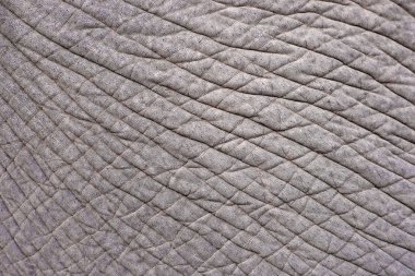 fil cilt closeup