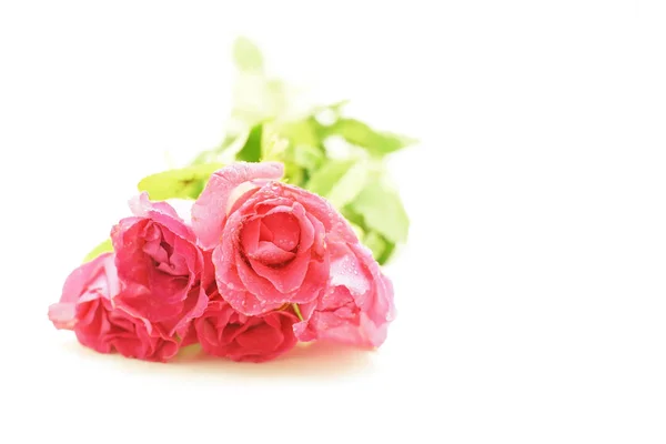 Rose pour la Saint Valentin — Photo
