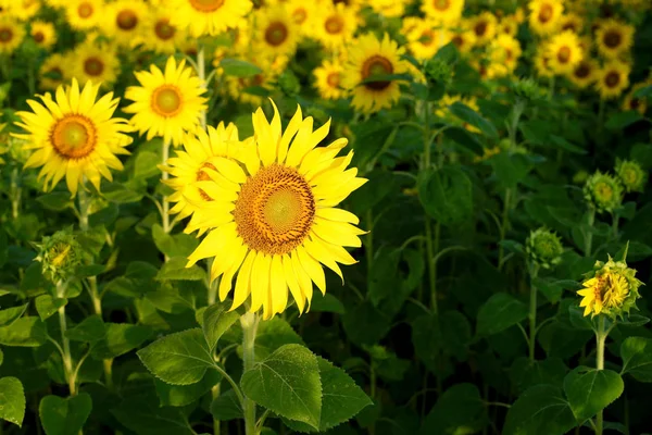 Hermoso campo de girasol — Foto de Stock