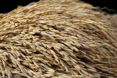 pirinç hasat zaten değirmene hazırlanıyordu