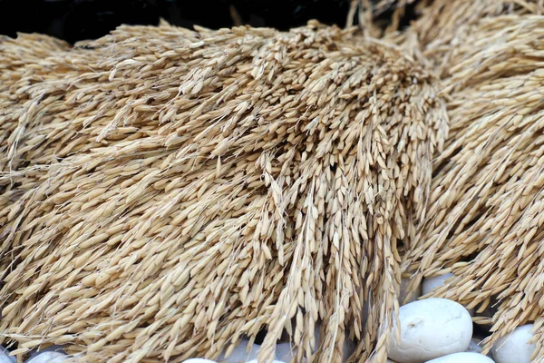 -rizs-termés már arra készül, hogy a malom — Stock Fotó