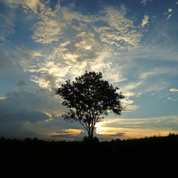 Silhouette grand arbre sur la colline — Photo