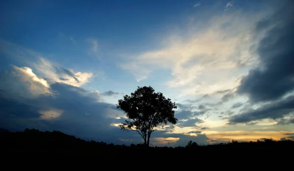 Tepe üzerinde büyük ağaç siluet — Stok fotoğraf