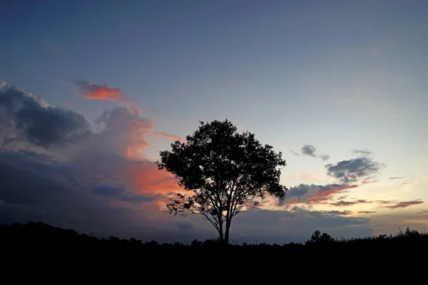 Silhouet grote boom op de heuvel — Stockfoto