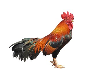 horoz beyaz arkaplanda izole edildi