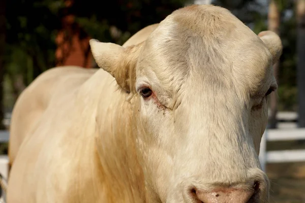 Éleveur de bovins dans la ferme — Photo