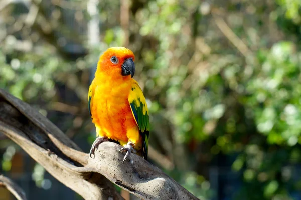 Sol conure, belo pássaro papagaio amarelo — Fotografia de Stock