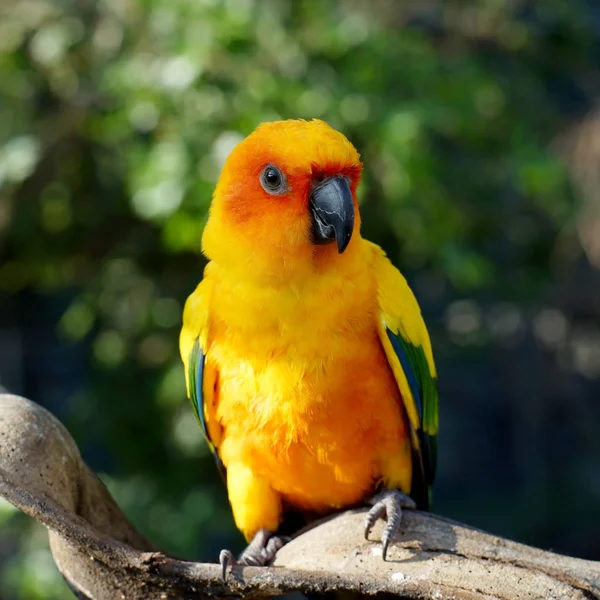 Zon papegaaiachtigen, mooie gele papegaai vogel — Stockfoto