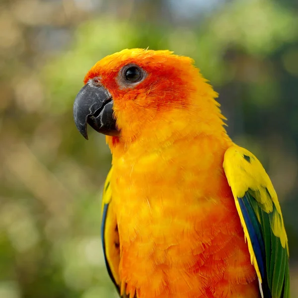 Solen conure, vackra gula papegoja fågel — Stockfoto