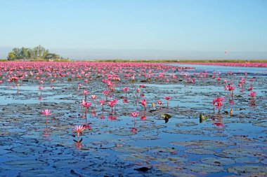 Nilüferler gölette