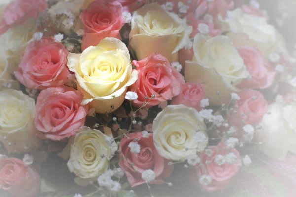 Fleur d'amour, rose et rose blanc — Photo