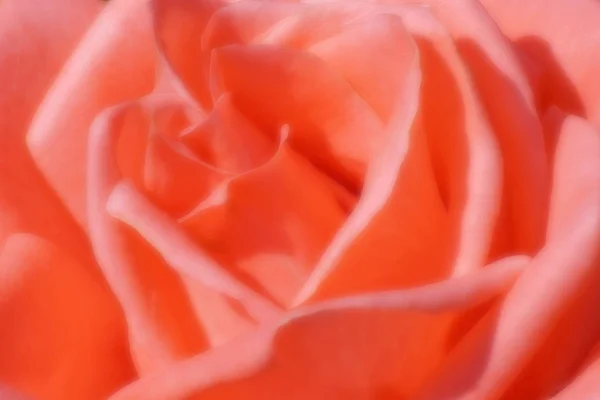 Blurry rose picture — Stock Photo, Image