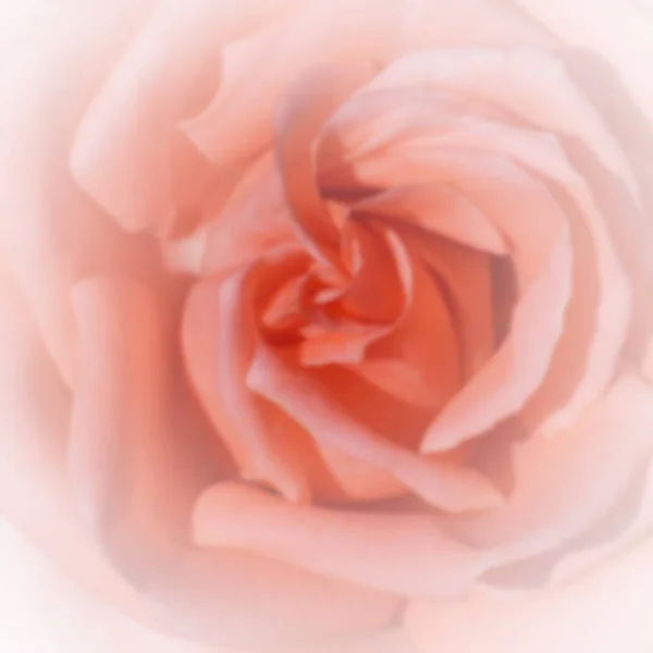 Blurry rose picture — Stock Photo, Image