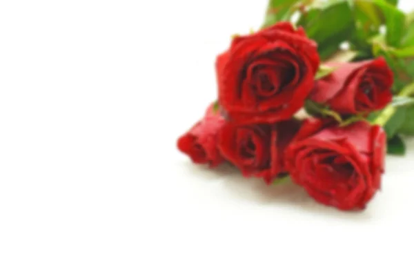 Blurry rose picture — Stock Photo, Image