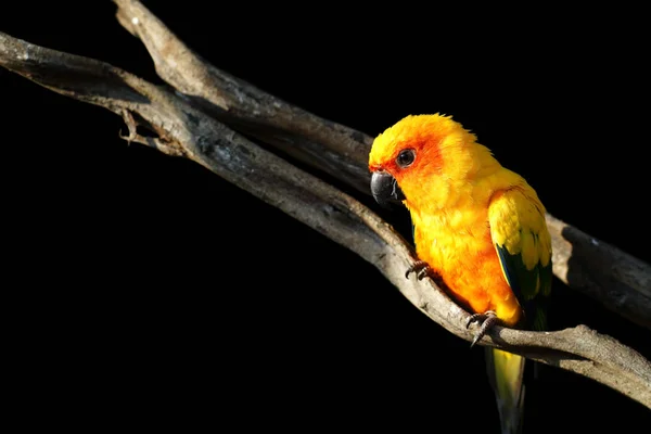 Солнце conure, красивая желтая птица попугай — стоковое фото