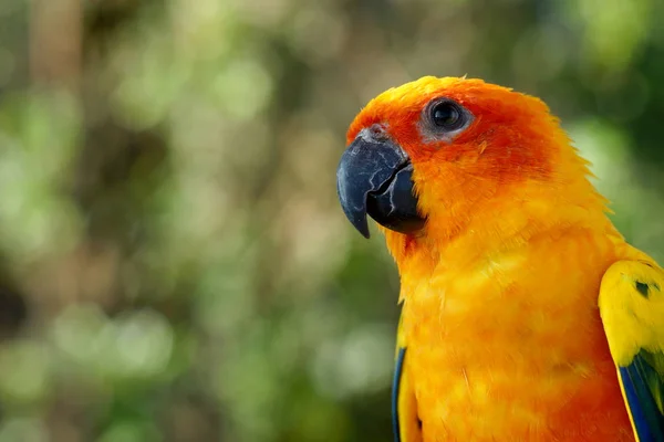 Close-up de pássaro papagaio amarelo — Fotografia de Stock