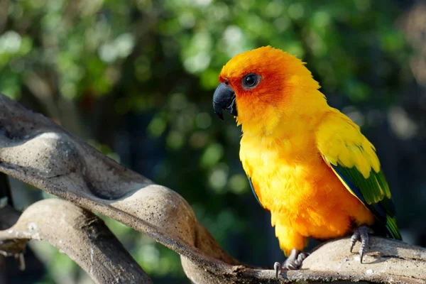 Close-up van gele papegaai vogels — Stockfoto