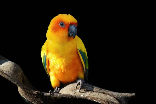 Sol conure, belo pássaro papagaio amarelo — Fotografia de Stock