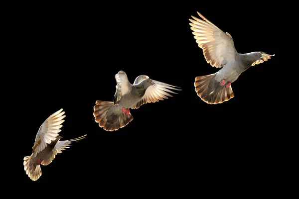Flying pigeon bird — Stock Photo, Image