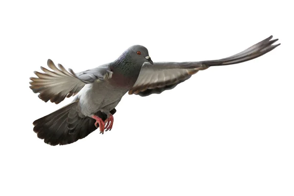 Летить птах Голуб — стокове фото