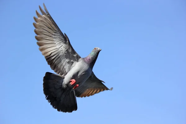 Uccello piccione volante — Foto Stock