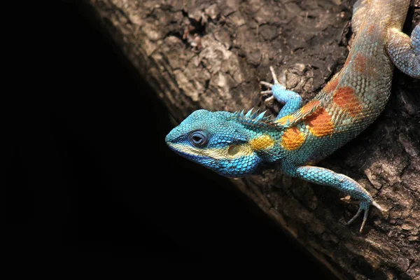 Lagarto camaleón azul —  Fotos de Stock