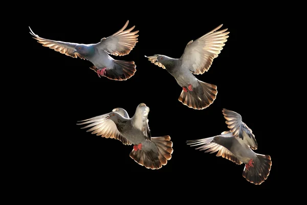 Siyah arka plan üzerine izole uçan güvercin — Stok fotoğraf